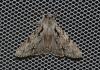 Acronicta cuspis